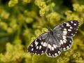 Melanargia larissa (Anadolumelikesi)